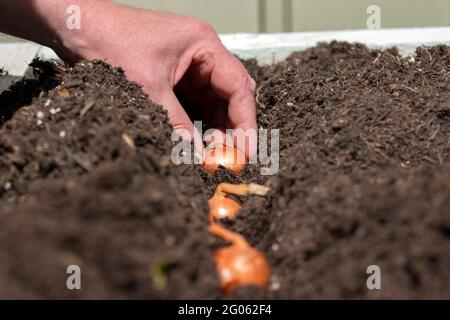 Man planting shallot sets in a raised bed vegetable garden. Grow your own concept Stock Photo