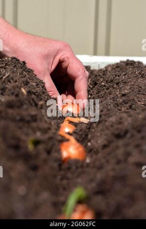 Man planting shallot sets in a raised bed vegetable garden. Grow your own concept Stock Photo