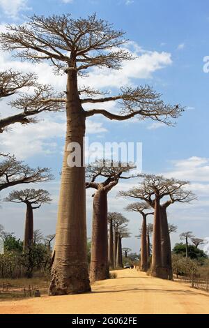 Avenue of Baobab trees in Madagascar Stock Photo