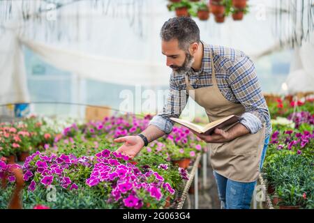 Man is working in small business greenhouse store. He is examining plants. Stock Photo