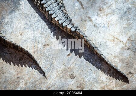 Close-up of crocodile skin - abstract nature organic texture background. Wildlife photography Stock Photo