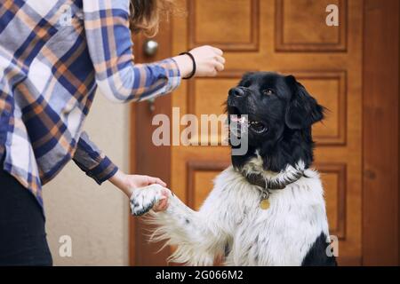 Dog (Czech mountain dog) giving paw teenage girl during obedience training against door of house.