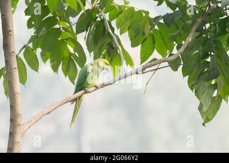 The rose-ringed parakeet (Psittacula krameri), also known as the ring-necked parakeet, sitting on a tree branch. shot at Kolkata, WB, India. Stock Photo