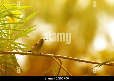 The purple sunbird , Cinnyris asiaticus, a small sunbird. Sitting on a tree branch. Stock Photo