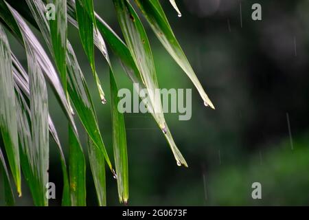New and fresh green leaves with rain water droplets on them , during monsoon in Kolkata, West Bengal, India. environmental , nature stock image with d