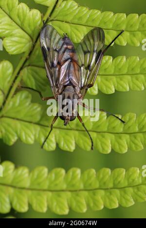 Common or Downlooker Snipefly Rhagio scolopaceus Stock Photo