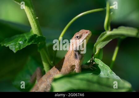 Indian gecko inside a bush looking out , green foliage background, morning  light , Kolkata, India - nature stock photograph Stock Photo - Alamy
