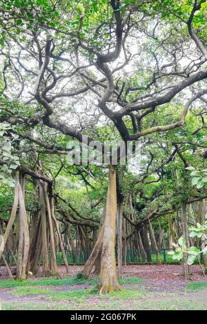 The Great Banyan is a banyan tree (Ficus benghalensis) located in Acharya Jagadish Chandra Bose Indian Botanic Garden, Howrah, West Bengal. Stock Photo