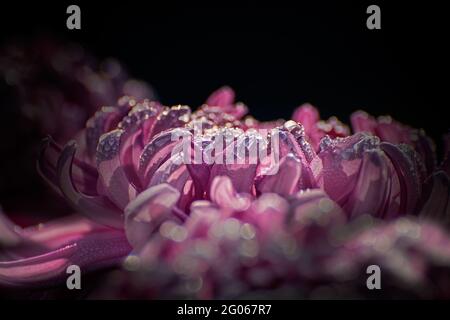 Artistic flower image, pink dahlia flower petals with shining dew drops on them, dark black contrasting back ground, nature stock photograph Stock Photo