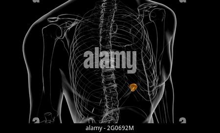 Human Skeleton Xiphoid Process Anatomy 3D Illustration Stock Photo - Alamy