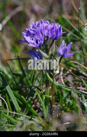 Spring Squill. Stock Photo