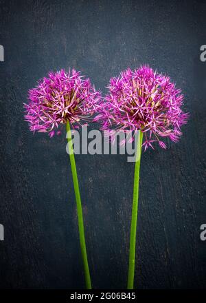 Togetherness concept. two bright pretty colourful allium flowers together on a plain wooden background ideal poster for happiness holidays and a brigh Stock Photo