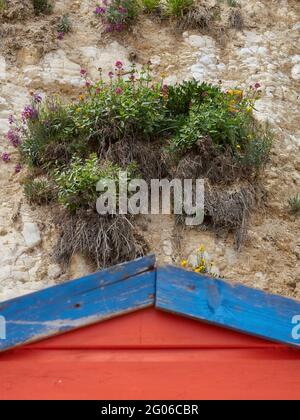 Detail of a small patch of plants in bloom, growing directly from the chalk cliff, above a brightly painted beach hut. Stock Photo