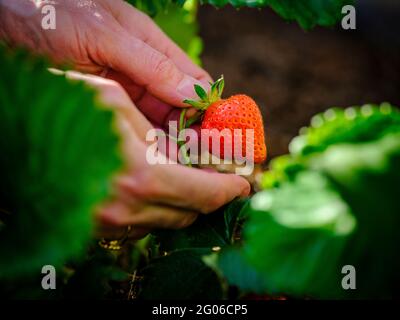 Close up with copy space of home grown strawberries being picked by hand. East Sussex UK Stock Photo