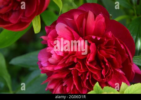 Paeonia Officinalis Rubra Plena, Cambridge UK, Purely Beautiful and Peaceful Floral Space