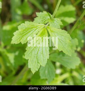 Close up leaf of Wood Avens, Herb Bennet / Geum urbanum in hedgerow. The roots have taste and aroma of cloves, and the plant was used medicinally. Stock Photo