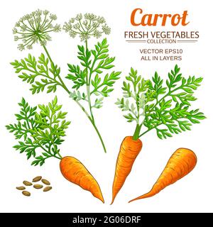 carrot set on white background Stock Vector