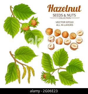 hazelnut set on white background Stock Vector