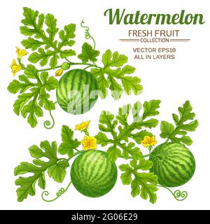watermelon set on white background Stock Vector