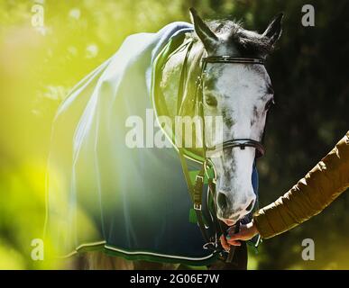 A beautiful dappled gray horse with a blue blanket on its back is led holding the rein among the greenery of trees and bushes on a sunny summer day. E Stock Photo