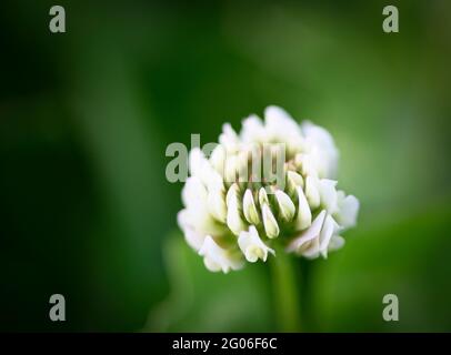 Close up of the flower head of a White Clover (Trifolium repens) Stock Photo