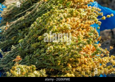 Bunch of dried green ironwort (Sideritis) twigs, also known as Mountain tea – traditional herbal tea in Greece Stock Photo