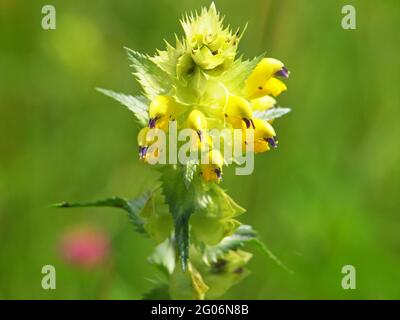 Yellow flower of Greater Yellow-rattle Stock Photo