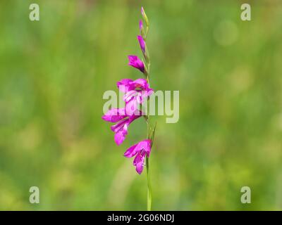 Purple flower of Turkish marsh gladiolus, Gladiolus imbricatus Stock Photo