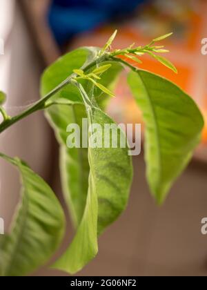 Plant infested by Red Spider Mite Stock Photo