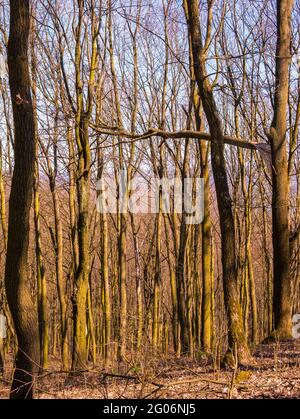 Broken branch on tree in the forest due to the strong wind gust in the storm Stock Photo