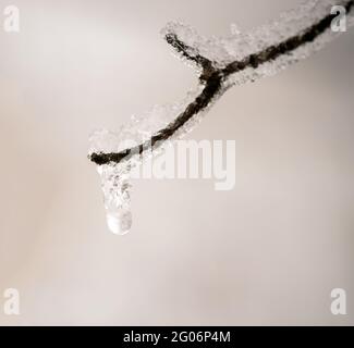 A slight bokeh effect draws the eye to the dangling icicle at the end of this small twig against a whitish background. Stock Photo