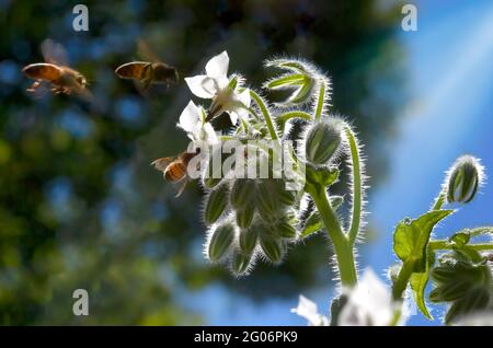 honey bees feeding on white borage flowers Stock Photo