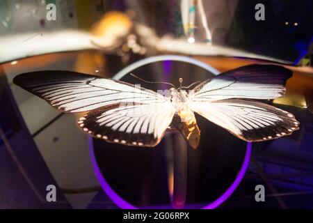 Butterfly with spreaded wings is pinned with entomological pin. Entomology and collecting Stock Photo