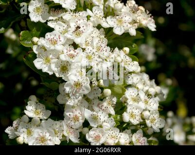 The Hawthorn flowers in late spring, giving it the common name of Mayflower. Trees growing in open sunshine have profuse blooming's. Stock Photo
