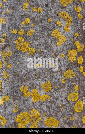 Old White stone wall with green moss texture background Stock Photo