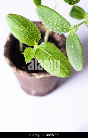 Seedlings of green cucumber in peat pots on a white background. Cucumber seedlings sprout. Gardening background. Selective focus Stock Photo