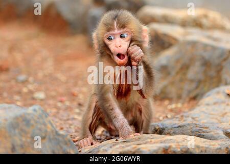 Japanese monkey様 Lifelike Japanese Monkey Stuffed Animal | Hansa | Stuffed Safari