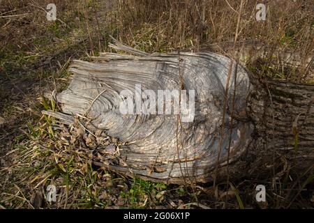 Broken tree in the woods with a beautiful view of the rings Stock Photo