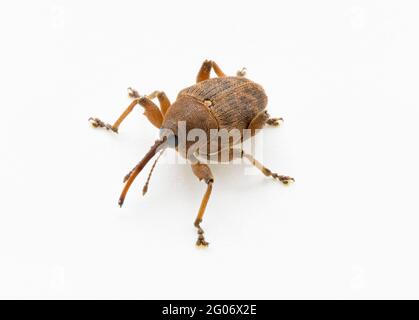 Curculio glandium (gland weevil), a medium-sized beetle (bug) with an especially elongated snout, found in an oak tree in a Surrey garden Stock Photo