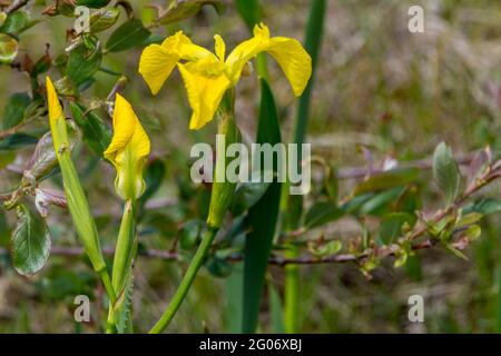 Yellow iris (iris pseudacorus) yellow flag wild flower of wet ground showing three stages of flowers unfurling from papery spathe, long narrow leaves Stock Photo