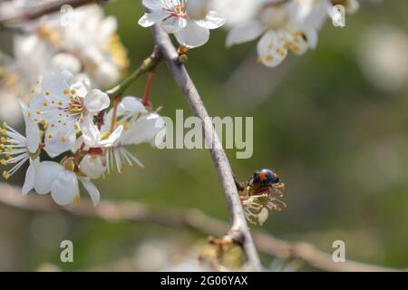 Ladybug on a plum blossom with blooming flowers in spring Stock Photo