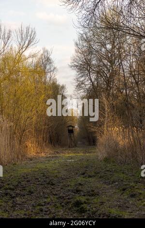 A path in the woods overlooking a raised hide in the distance Stock Photo