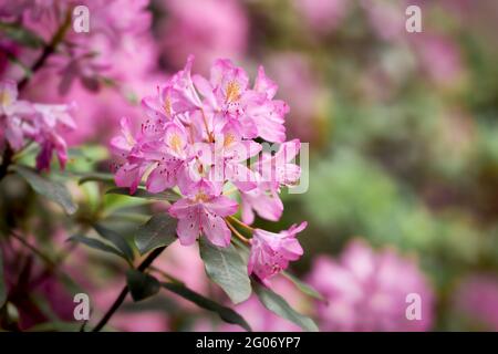 Pink rhododendron flower close up blooming springtime bush in city park Stock Photo
