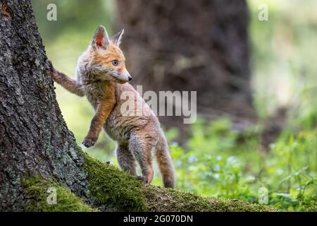 A fox cub running around in a green forest. Stock Photo
