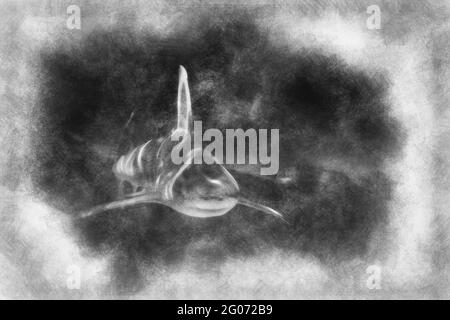 A white shark swimming along underwater black and white drawing Stock Photo