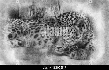 Wild, Powerful leopard resting, wildlife mammal with spot skin black and white drawing Stock Photo