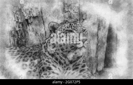 Danger, Powerful leopard resting, wildlife mammal with spot skin black and white drawing Stock Photo