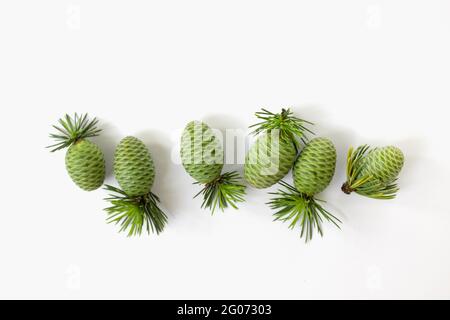 small young green fir cones on white isolated background Stock Photo