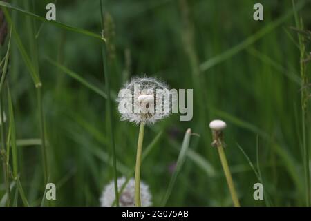 Dandelion white seeds closeup on blurry grass background Stock Photo
