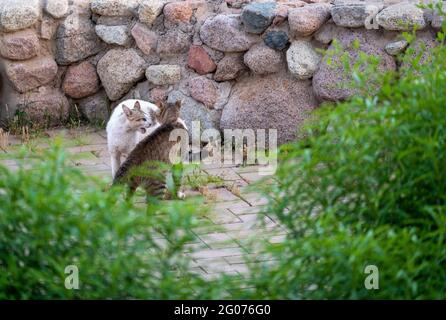 two homeless cats are screaming fighting. problem of homeless and abandoned animals concept. summer, green bushes Stock Photo